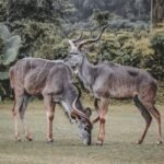Kudu 2.8.0 Última Descarga [2026] logo