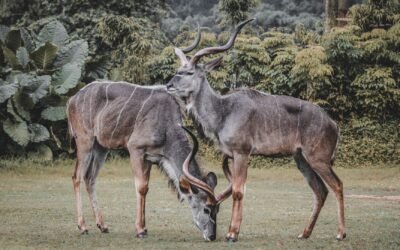 Kudu 2.8.0 Última Descarga [2026] Free Download