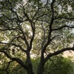 Deansbury Windows Device Tree Viewer 1.07 Última Descarga logo