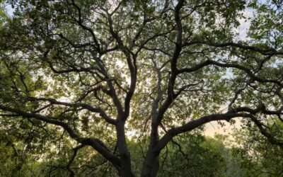 Deansbury Windows Device Tree Viewer 1.07 Última Descarga Descarga Gratis
